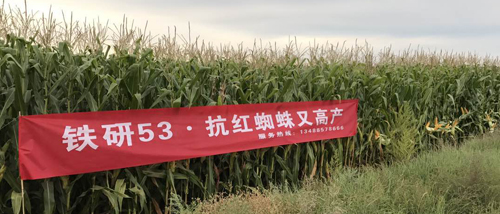 铁研53抗病性好