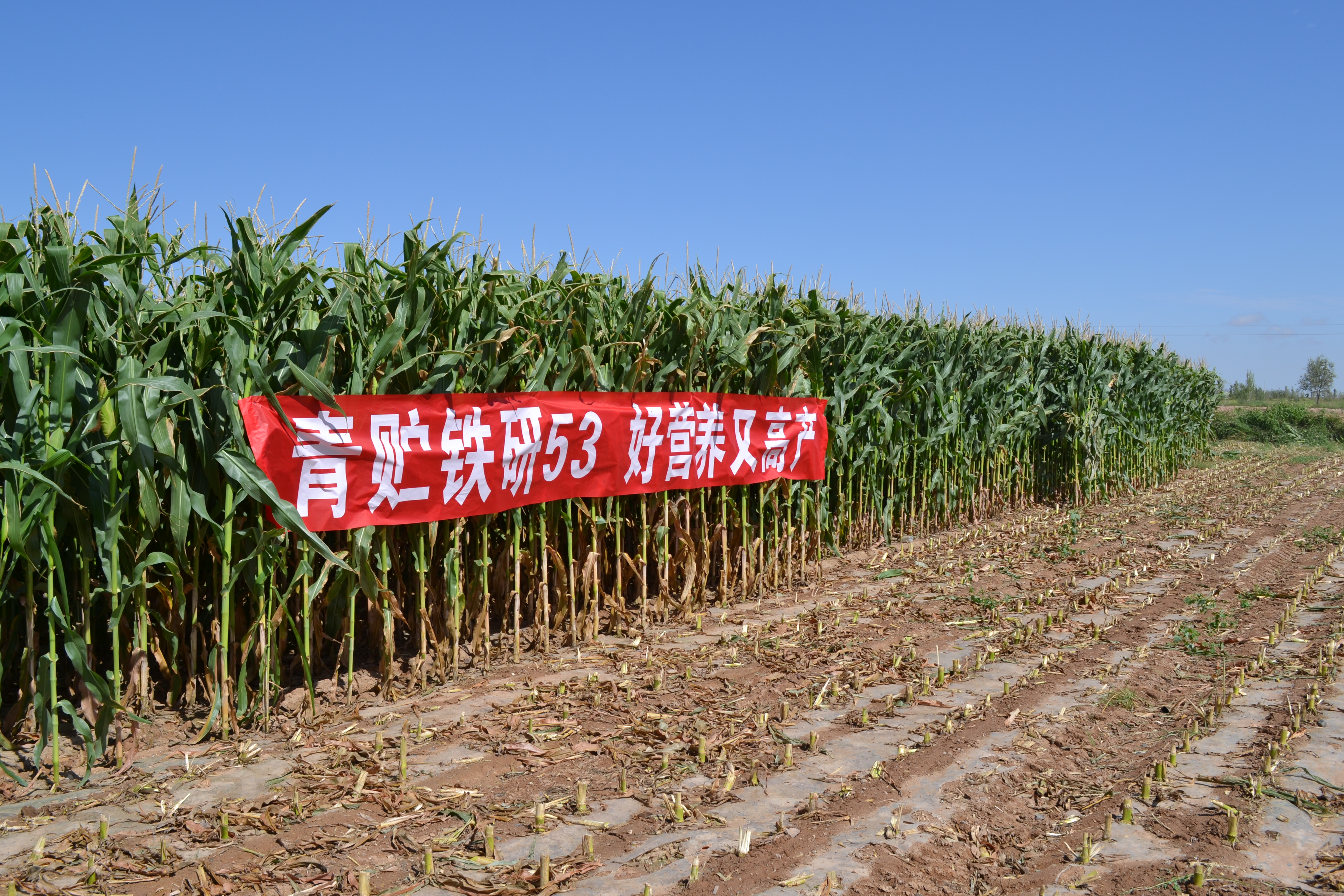 铁研53山丹表现