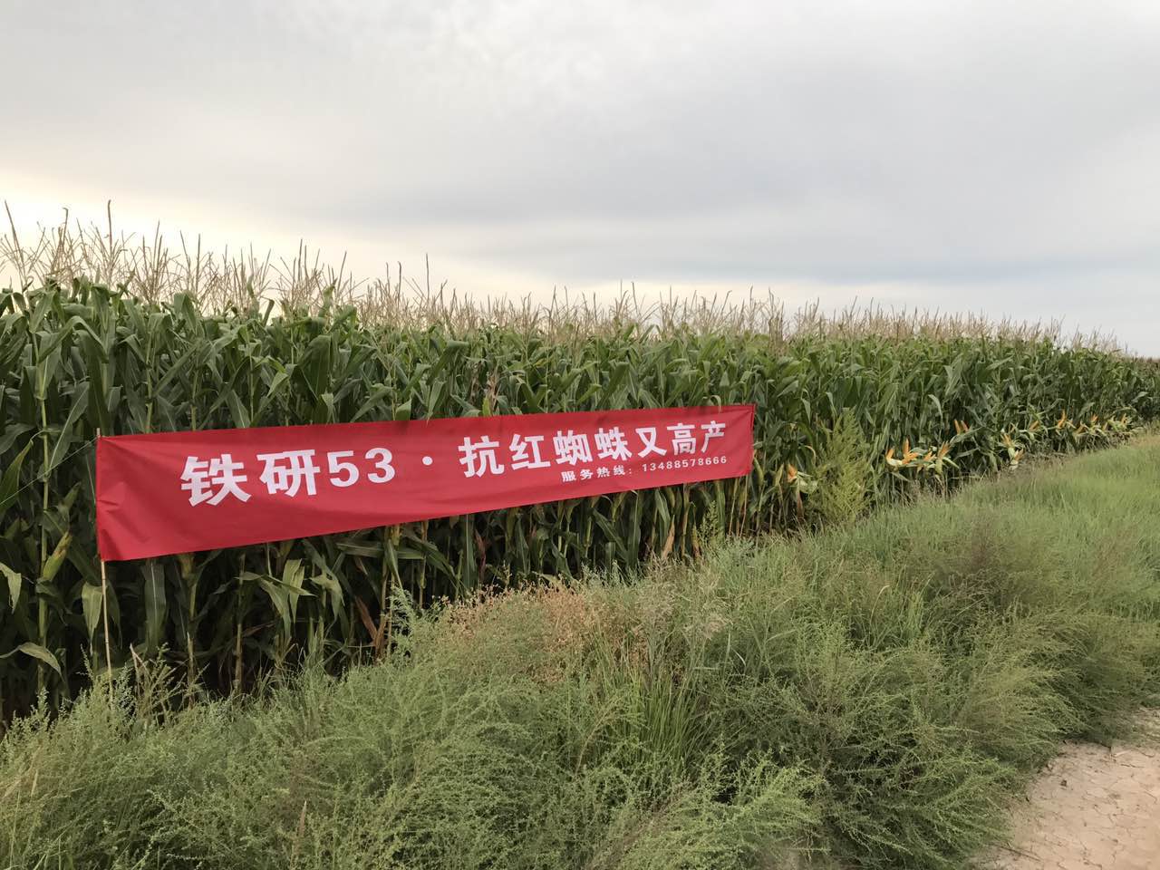 铁研53内蒙古表现