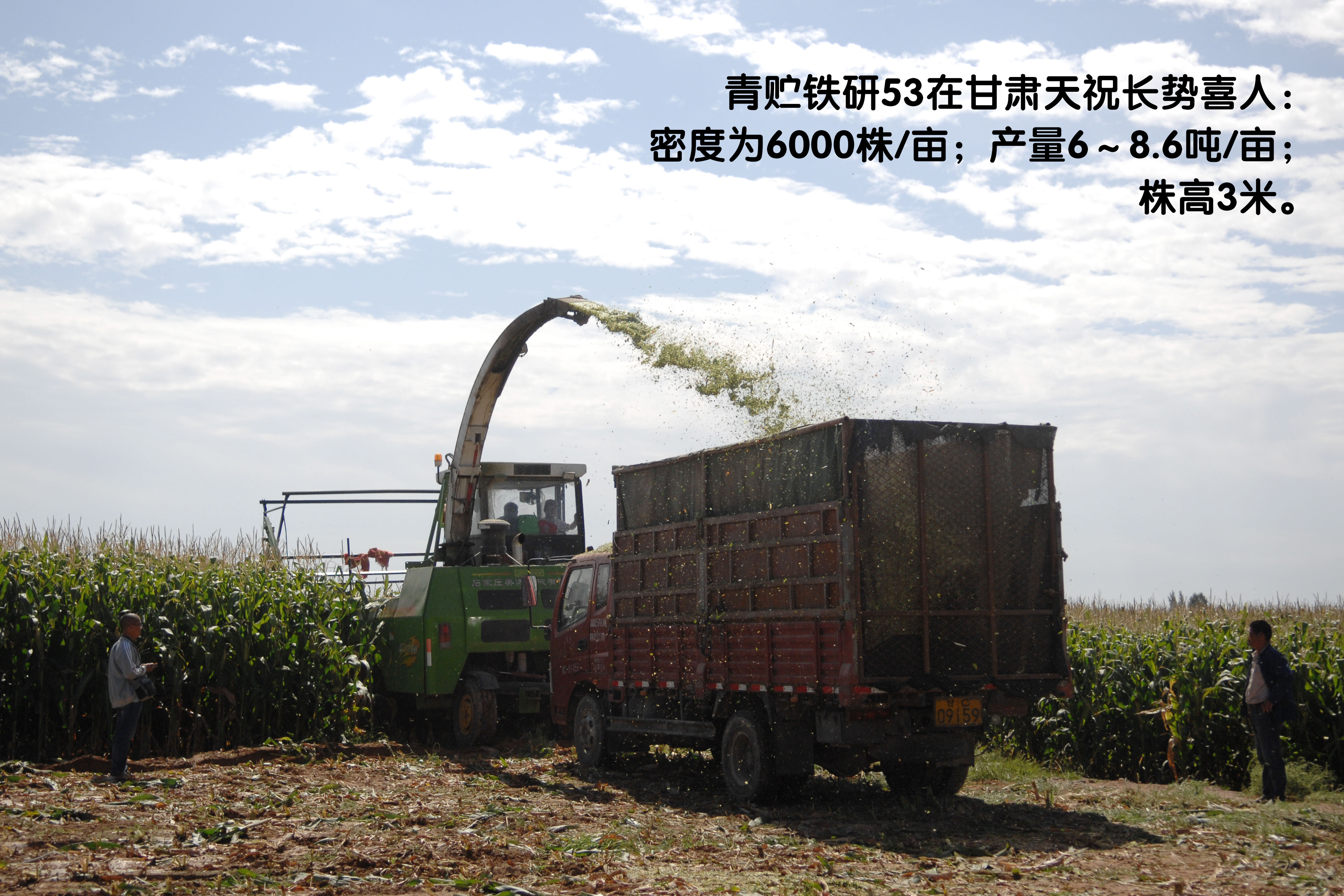 玉米青贮现场